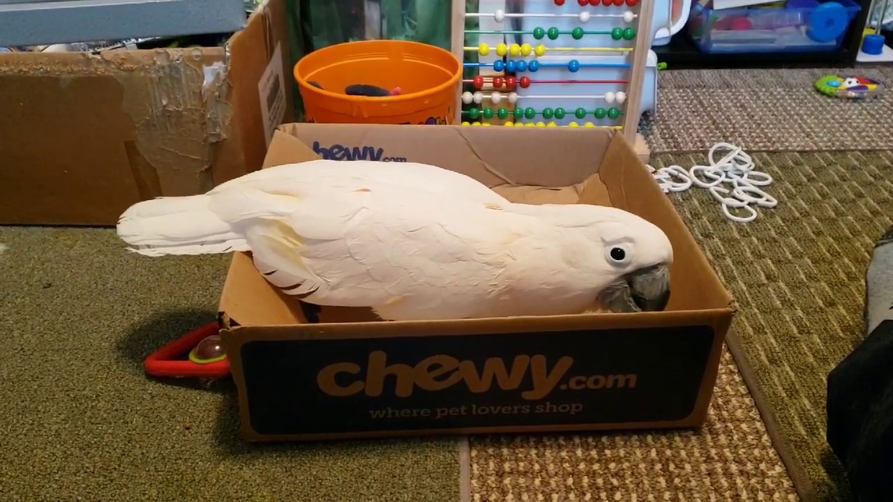 Expensive New Toys? No, Just A Cardboard Box!