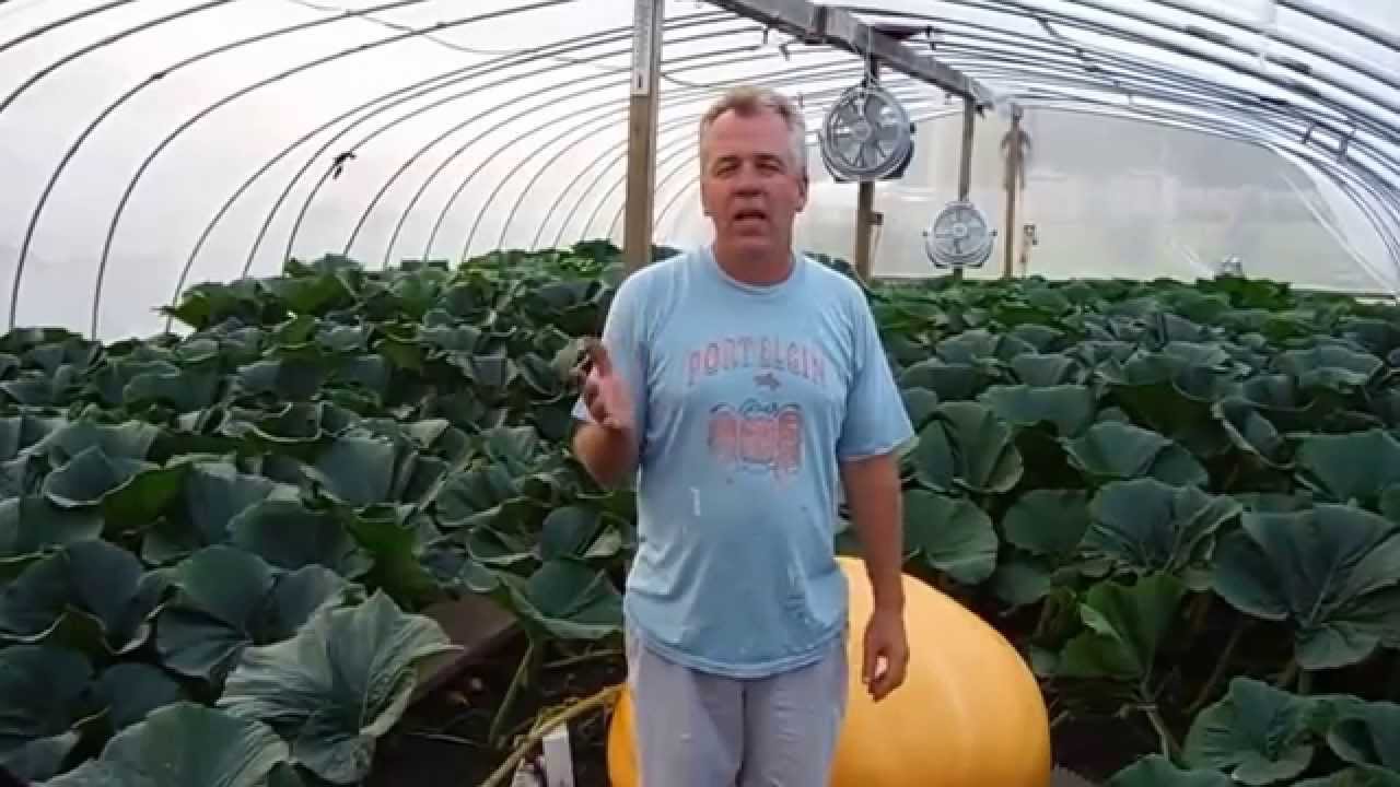 Giant Pumpkins 1900 plus pounds Meet The GROWER # 7