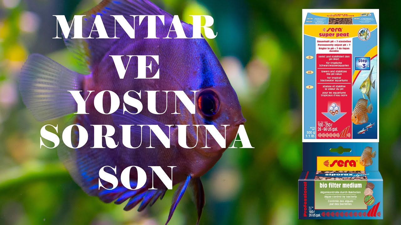 SERA SİPORAX ALGOVEC VE SÜPER PEAT İNCELEMESİ. DİSCUS YUMURTALARINDA MANTARLAŞMA  VE YOSUN SORUNU!