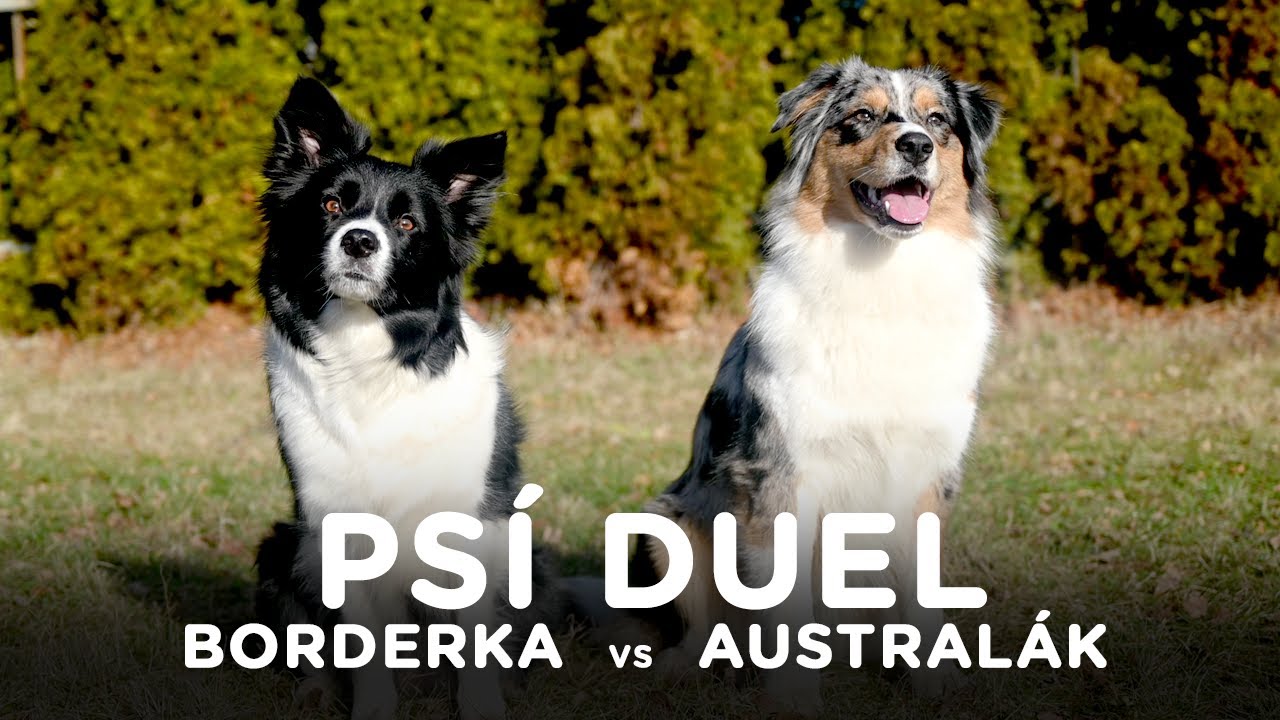 Duel - BORDERKA vs AUSTRALÁK - Tlapka TV
