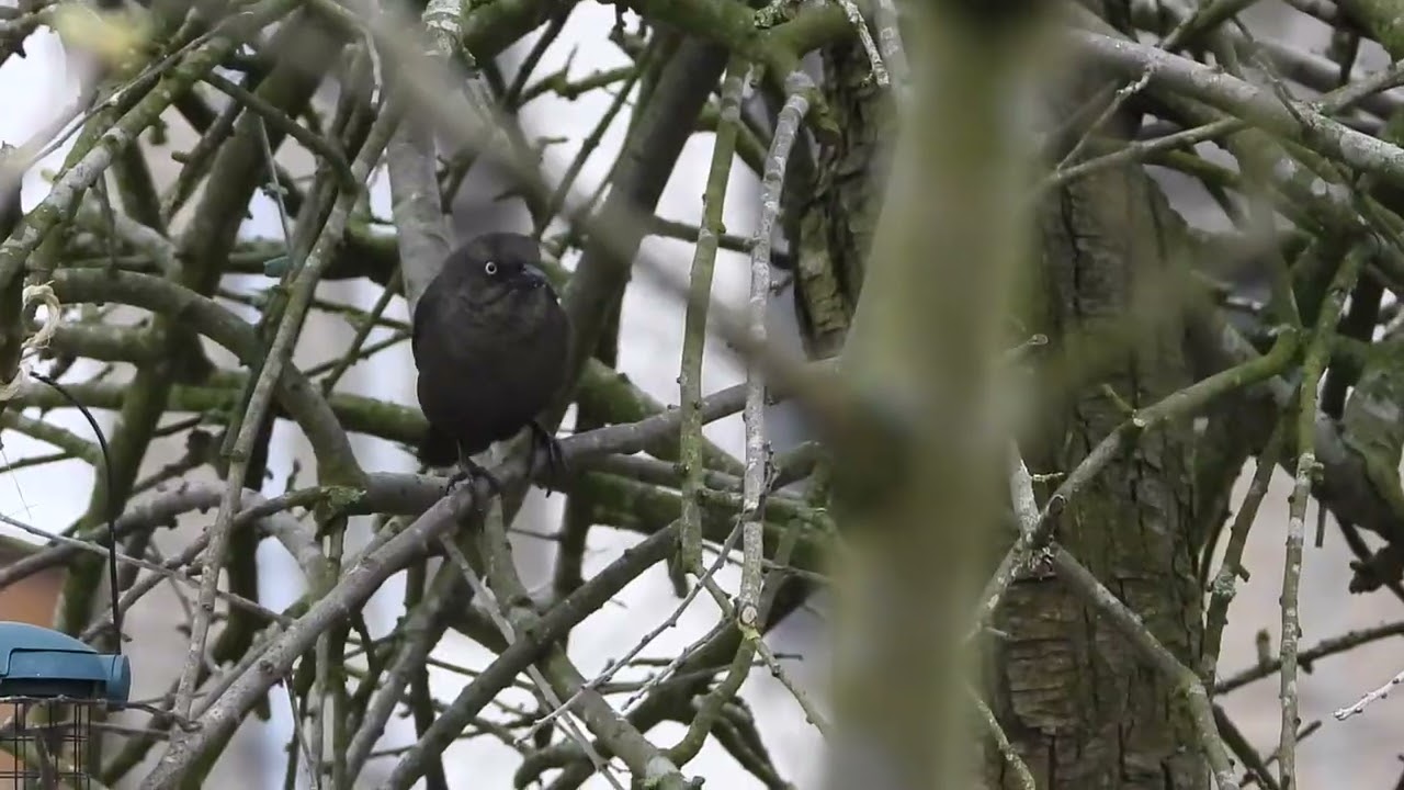 Carribean Grackle /Caribische Troepiaal , Capelle aan den IJssel, The Netherlands, 27-01-2026.