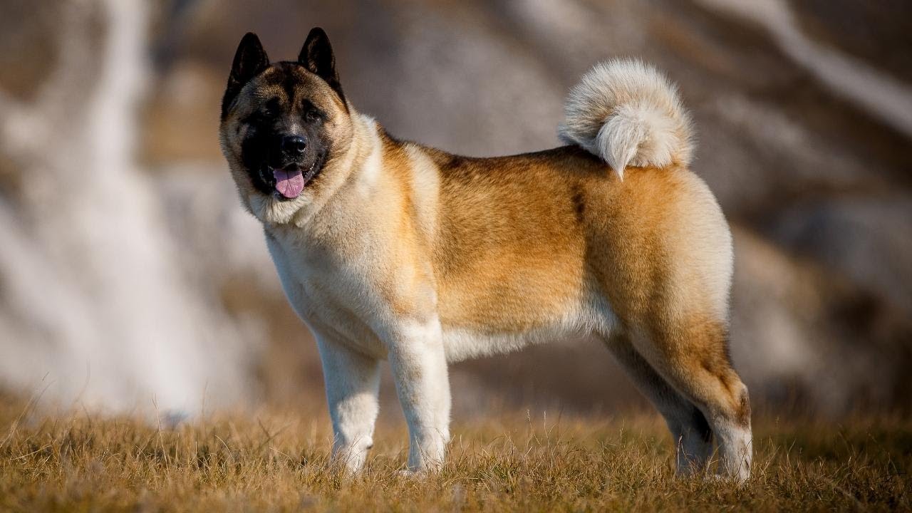 THE AMERICAN AKITA - 'WOLF STOPPER' - Akita dog