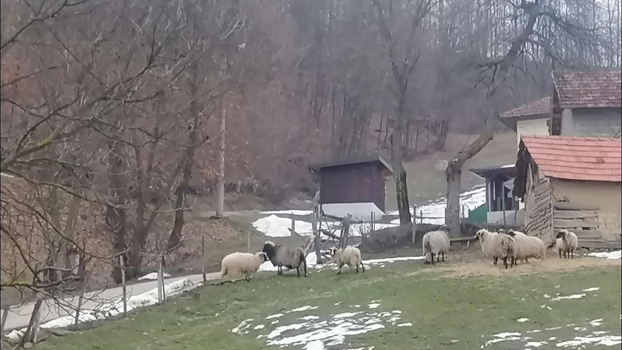 Ako pomognete Ramizu maxu u ovcama kao da ste otisli na hadz