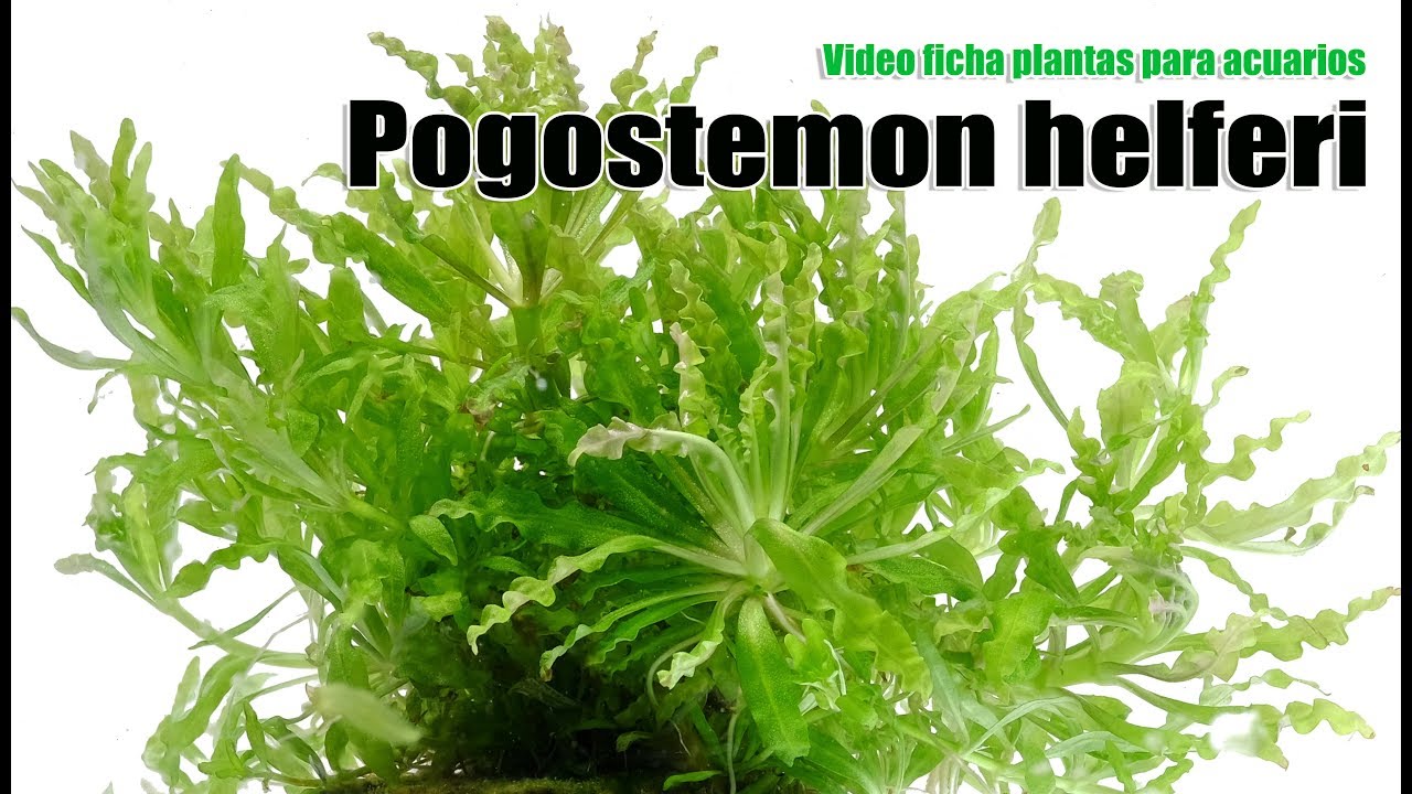 Pogostemon helferi - video ficha