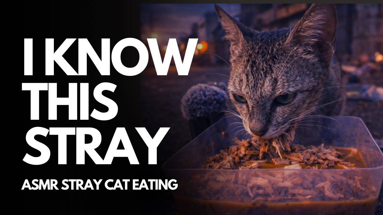 I Recognized This Stray Cat From The Trash Site