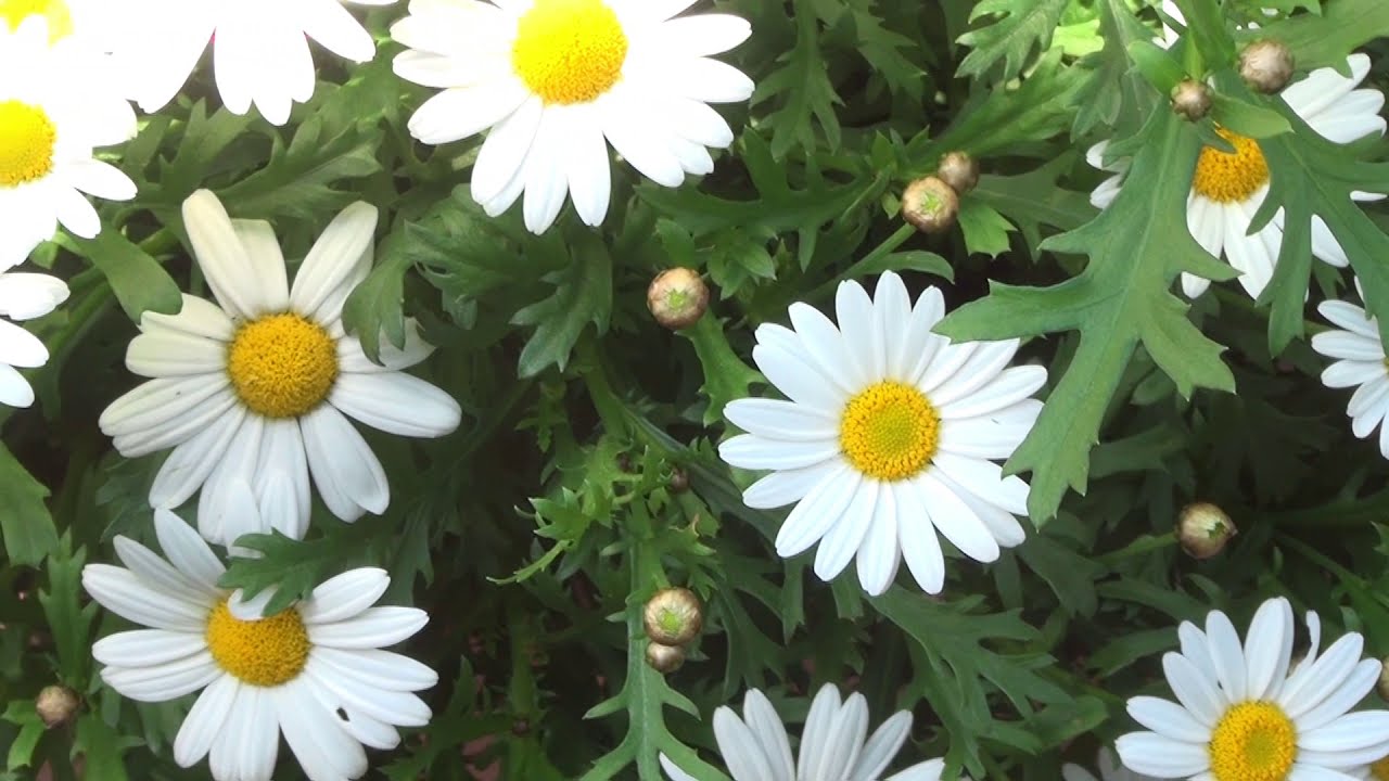 Margeriten