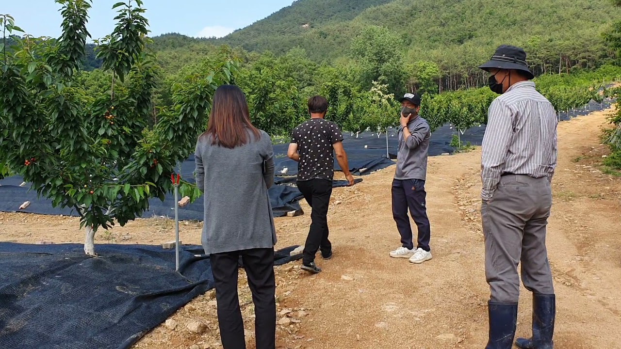 상주에 체리가 있다