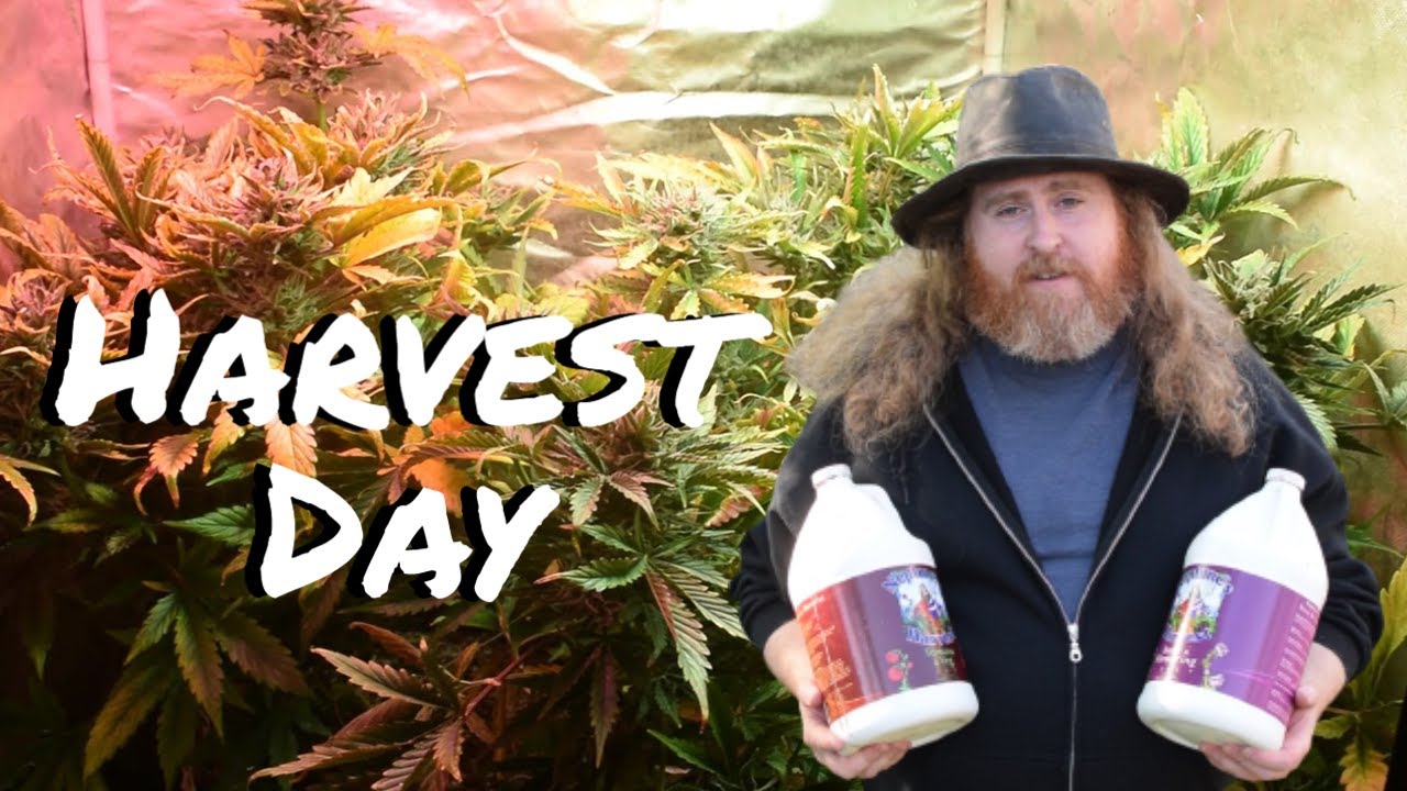 AUTOFLOWER CANNABIS GROW - NEPTUNE'S HARVEST - HARVEST DAY