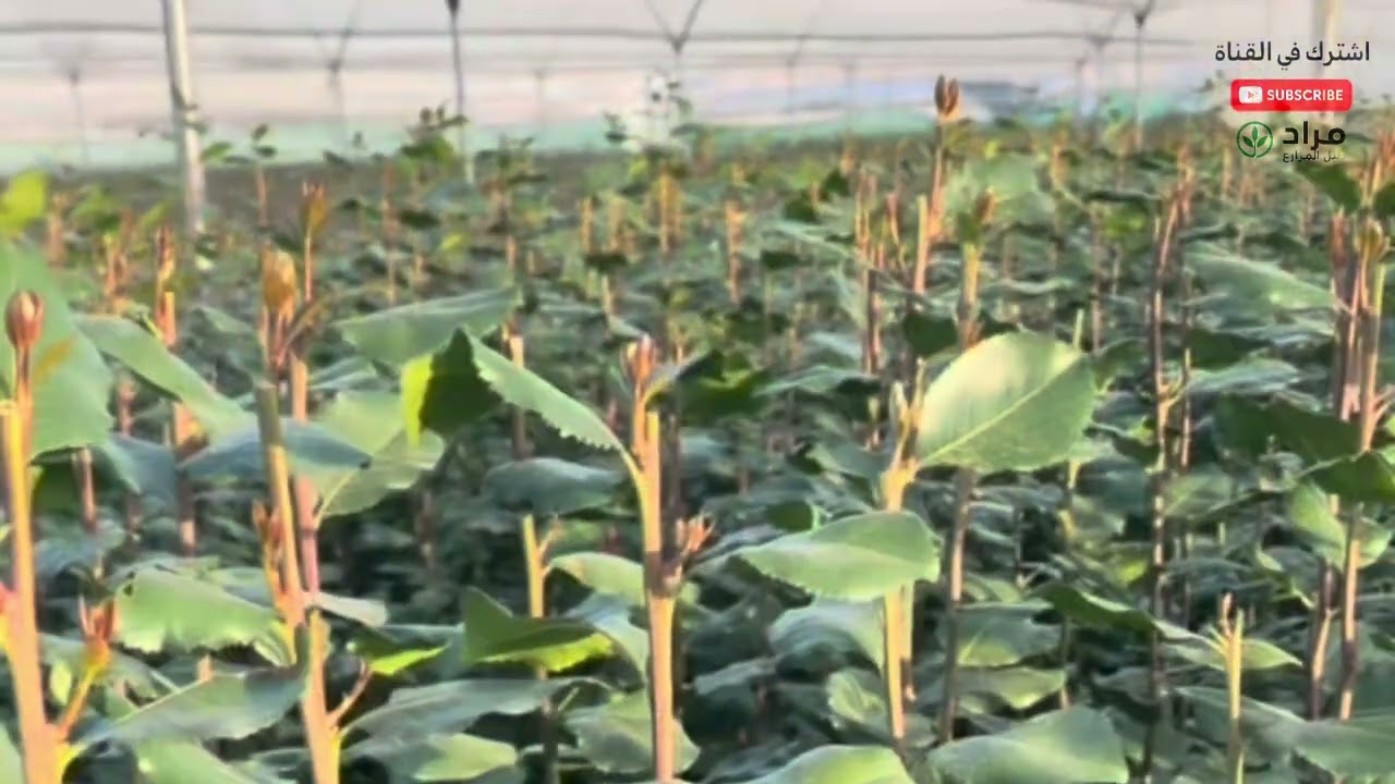 إميداكلوبرايد | الاستخدامات الصحيحة والمشاكل الشائعة للمزارعين بالذات اليمنيين😳