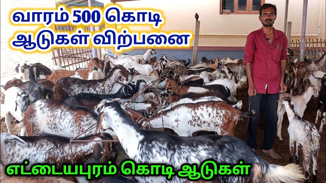 ஒரிஜினல் கொடி ஆடுகள் விற்பனைக்கு | Ettayapuram Goat | தமிழ்நாடு முழுவதும் டோர் டெலிவரி | கொடி ஆடுகள்