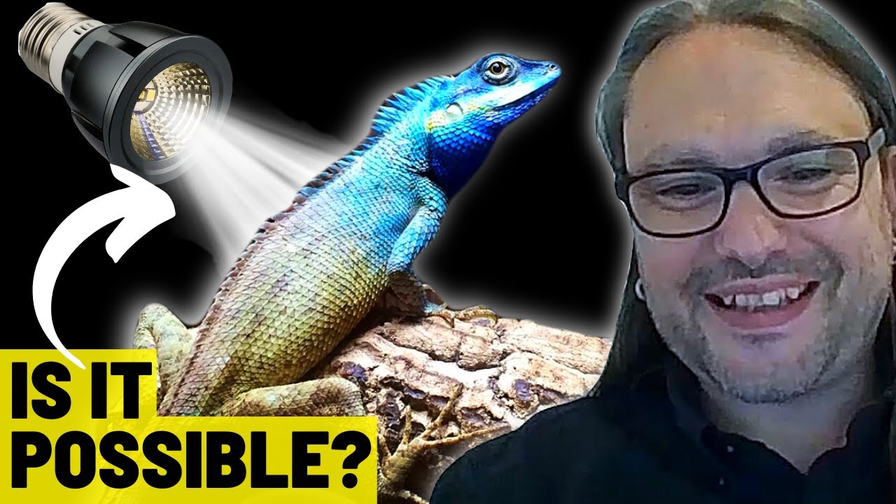 Are UV LED Reptile Bulbs Safe? | John Courteney-Smith MRSB
