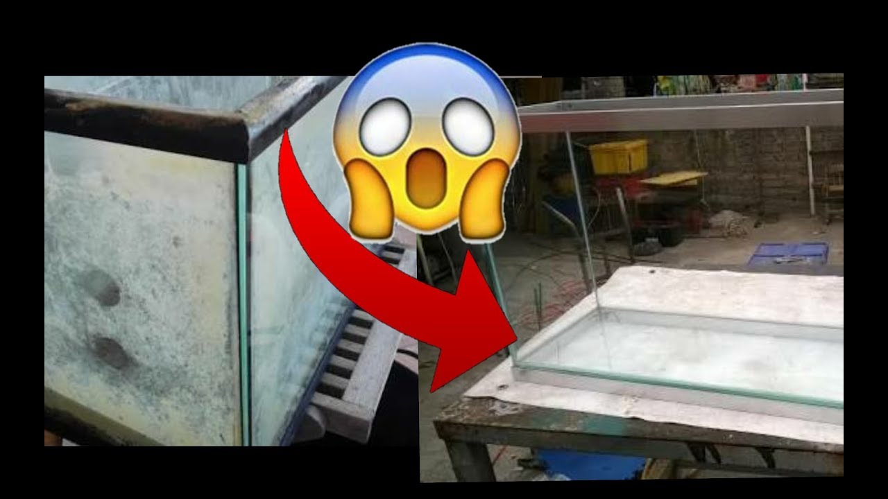 Cómo quitar el sarro de los acuarios - al 100% - Animal's Flexer -Tortuppys