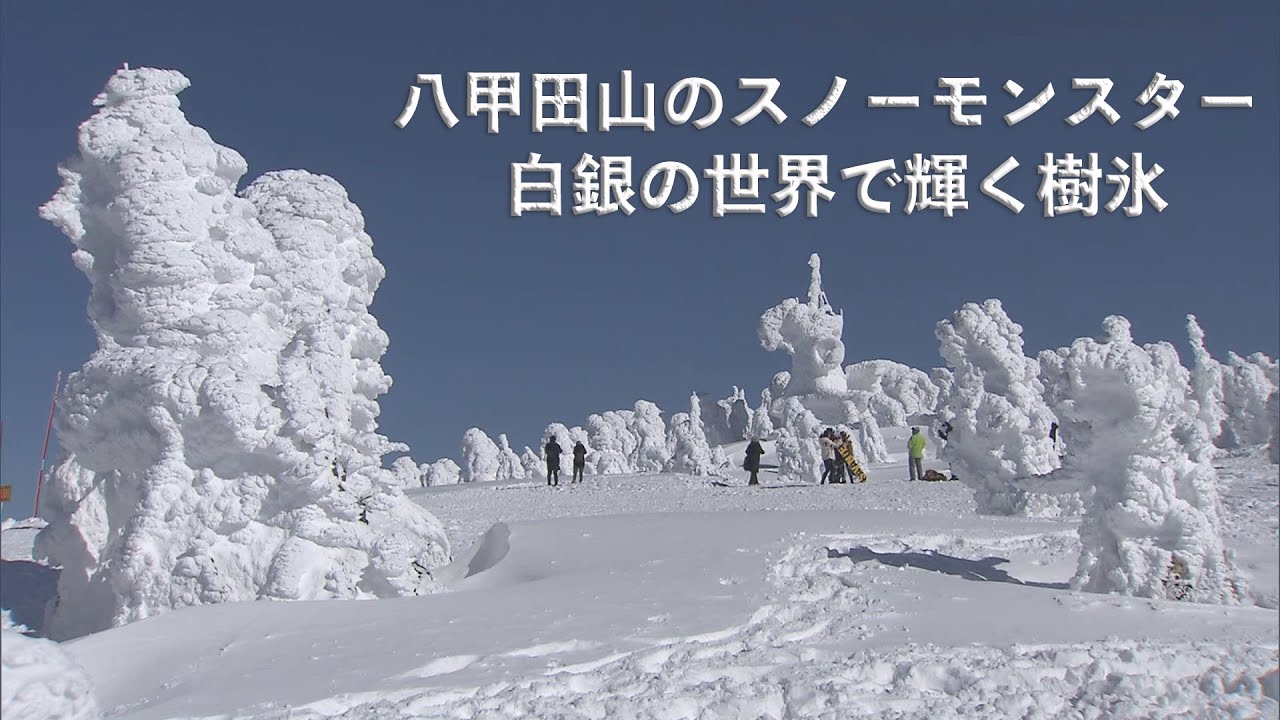 八甲田山のスノーモンスター　白銀の世界で輝く樹氷