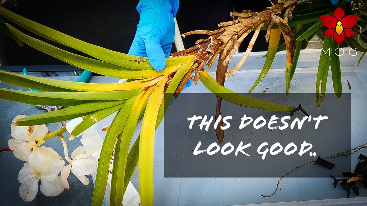 Saving Vanda Orchid Keikis from stem rot Vanda + Orchid covered in algae Update!