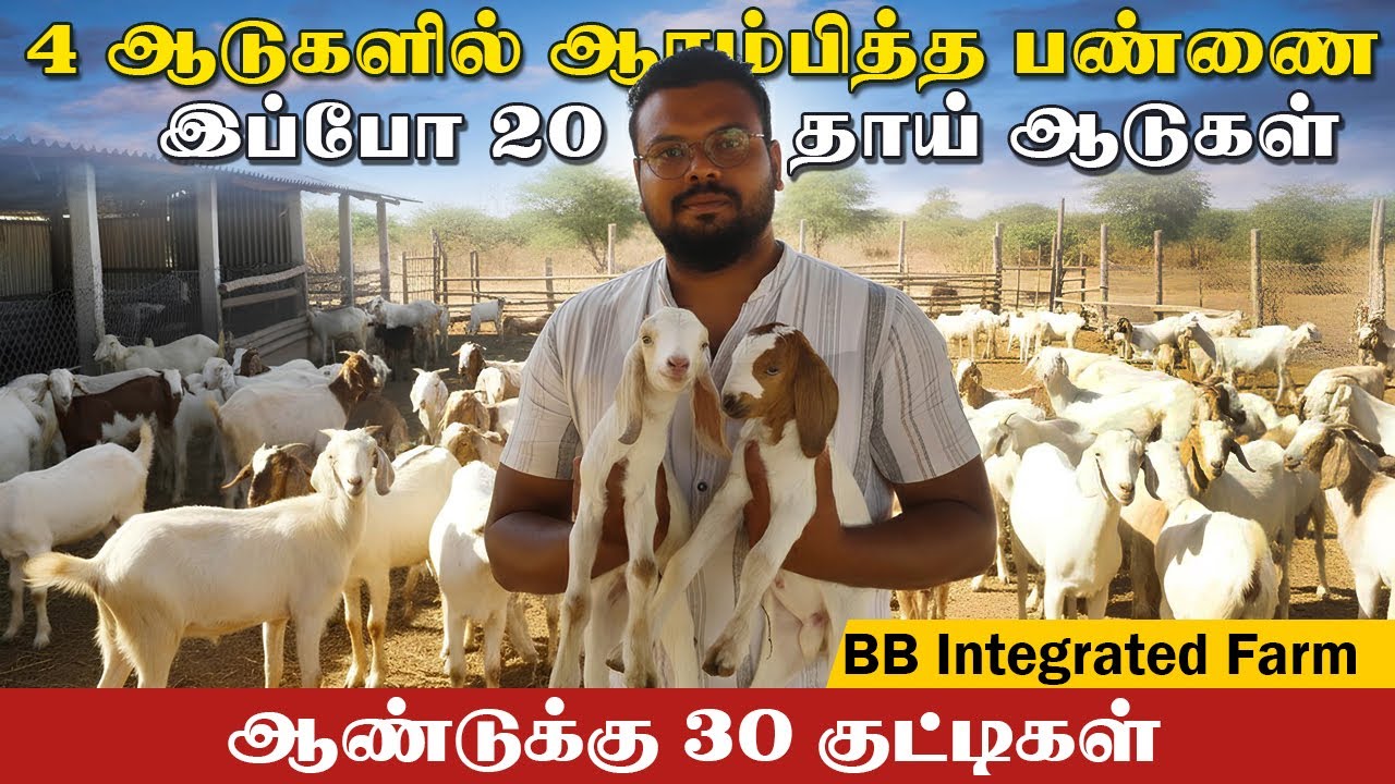 20 தாய் ஆடுகள் மூலம் வருடம் 30 குட்டிகள் விற்பனை #farmingbusiness #bbfarm #goatfarming #தலைச்சேரி