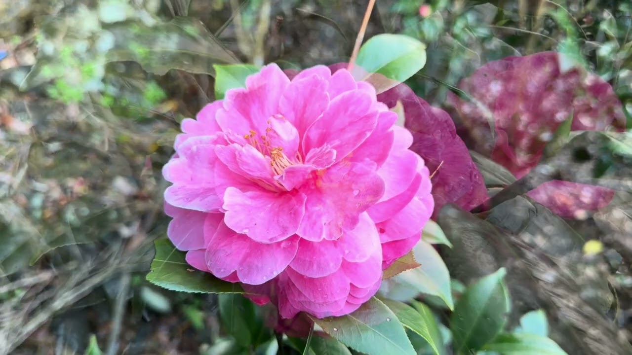 茶花欣賞1