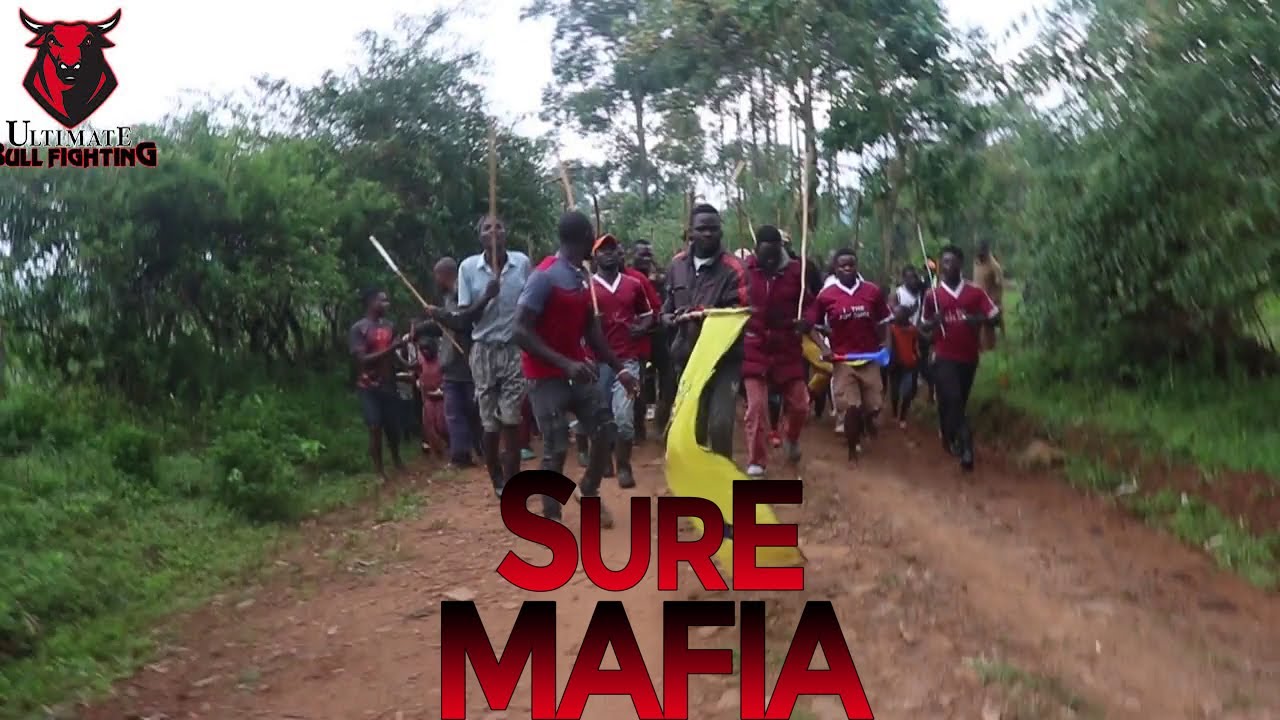Touching tribute : Sure the bull, isukuti dancers and fans intimidating opponents