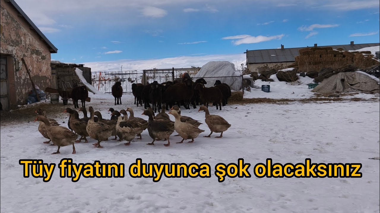Kilosu 100 dolar olan kaz tüyü ( Döş tüyü ) 