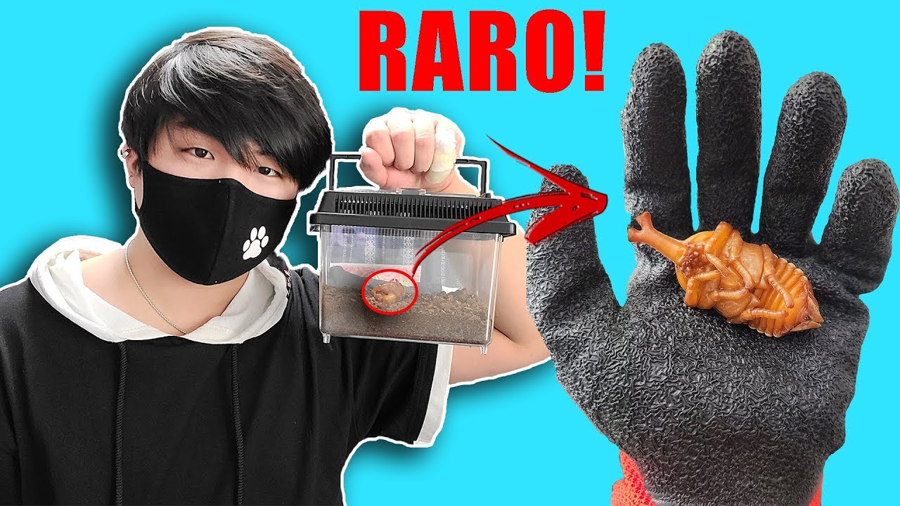 ACHEI UM BESOURO RARO!