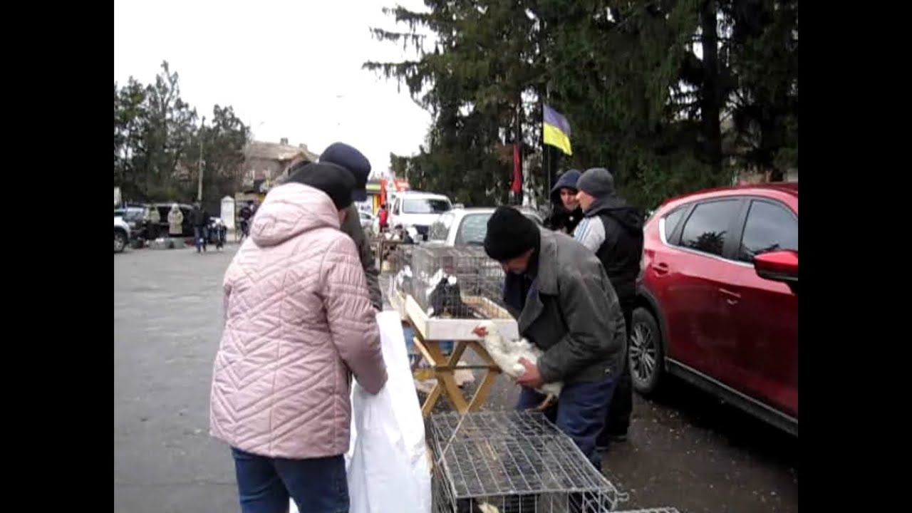 Выставка голубей и декоративных птиц.  Помошная 23. 11. 24  Ч.1