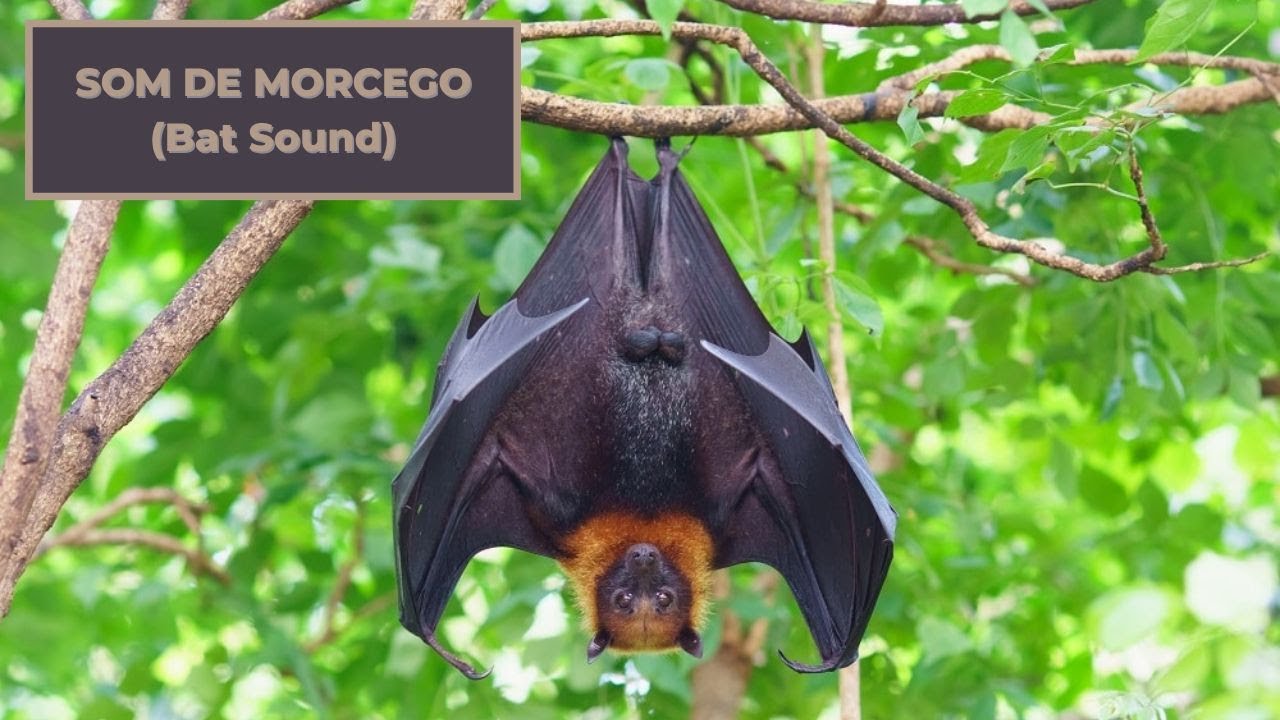 Som de Morcego - Som dos Morcegos -  Barulho dos Morcegos - Bat Sounds