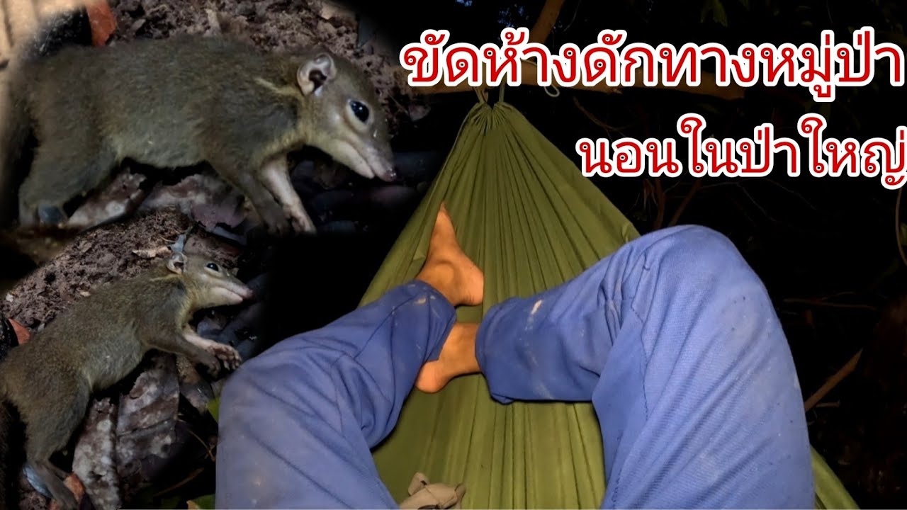 นอนดักทางหมูป่าในป่าใหญ่/ນອນດັກທາງສັດປ່າ