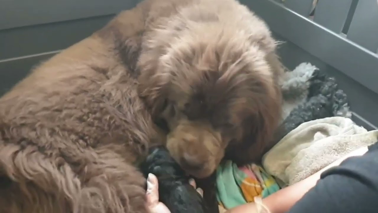 Our Newfie had puppies! Labour, birth and early days care. 
