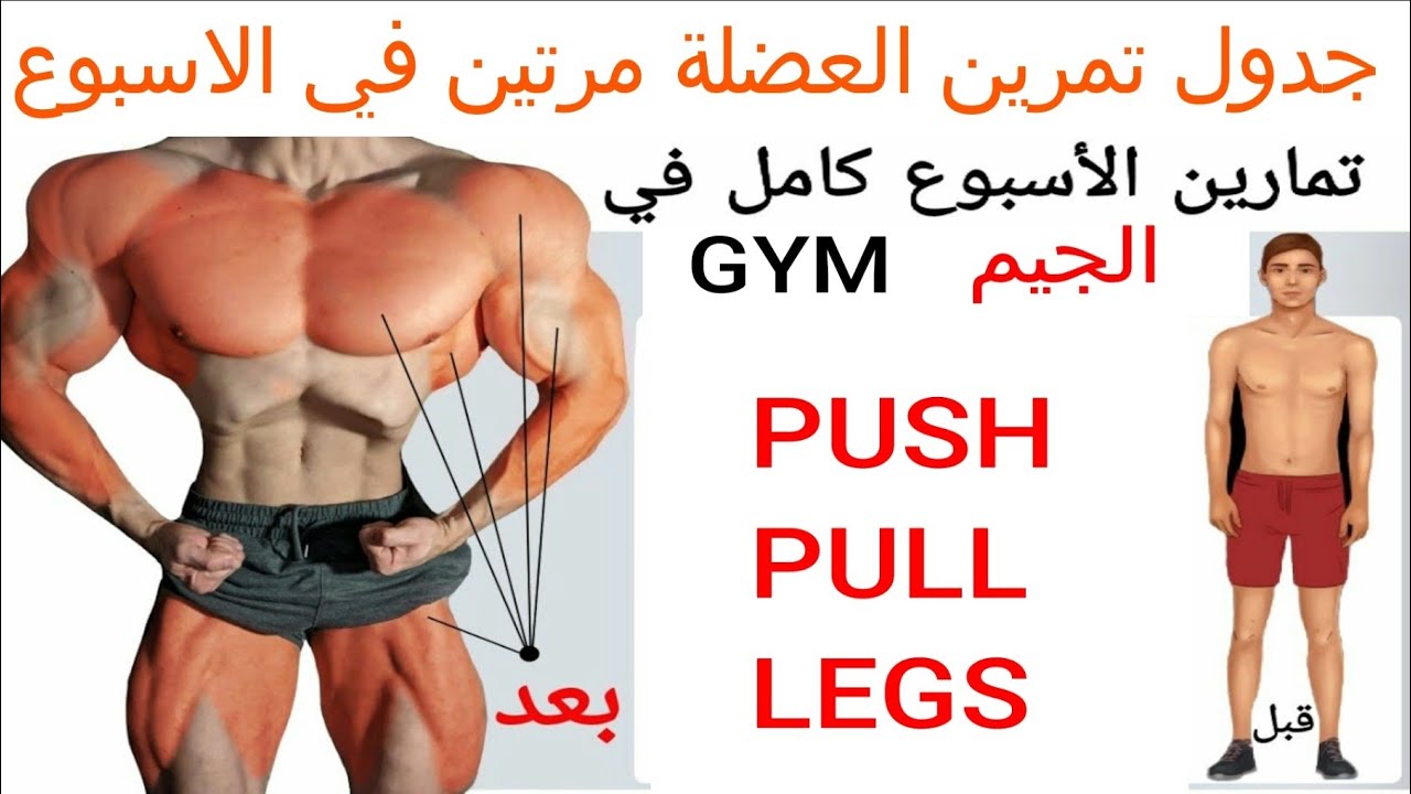 جدول تمرين العضلة مرتين في الأسبوع بوش بول ليج جدول تمارين push pull legs
