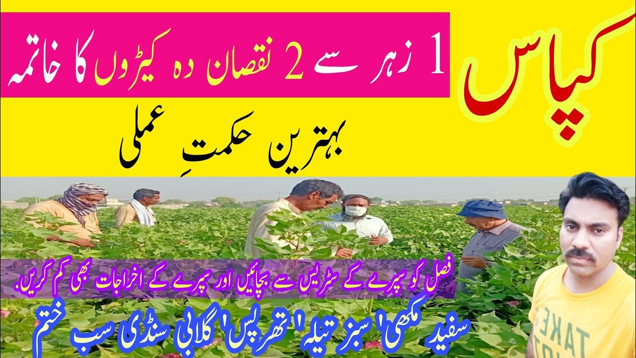 Best options of insecticides in cotton crop | How to control cotton pests | Money saving strategy