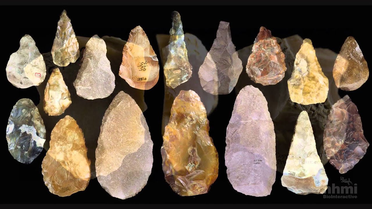 Технология изготовления каменных орудий нашими предками — HHMI BioInteractive Video