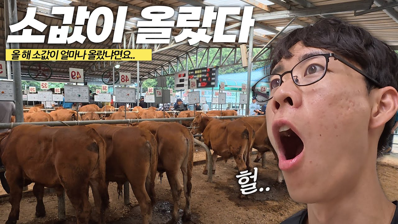 과연 소값은 얼마나 올랐을까?🔥ㅣ농가간거래💸ㅣ우시장브이로그🐂ㅣ장마시작ㅣ시골육아ㅣ고추축제ㅣ일상브이로그ㅣ파전만들기ㅣ가을ㅣ힐링ㅣ어머님과데이트ㅣ시골생활