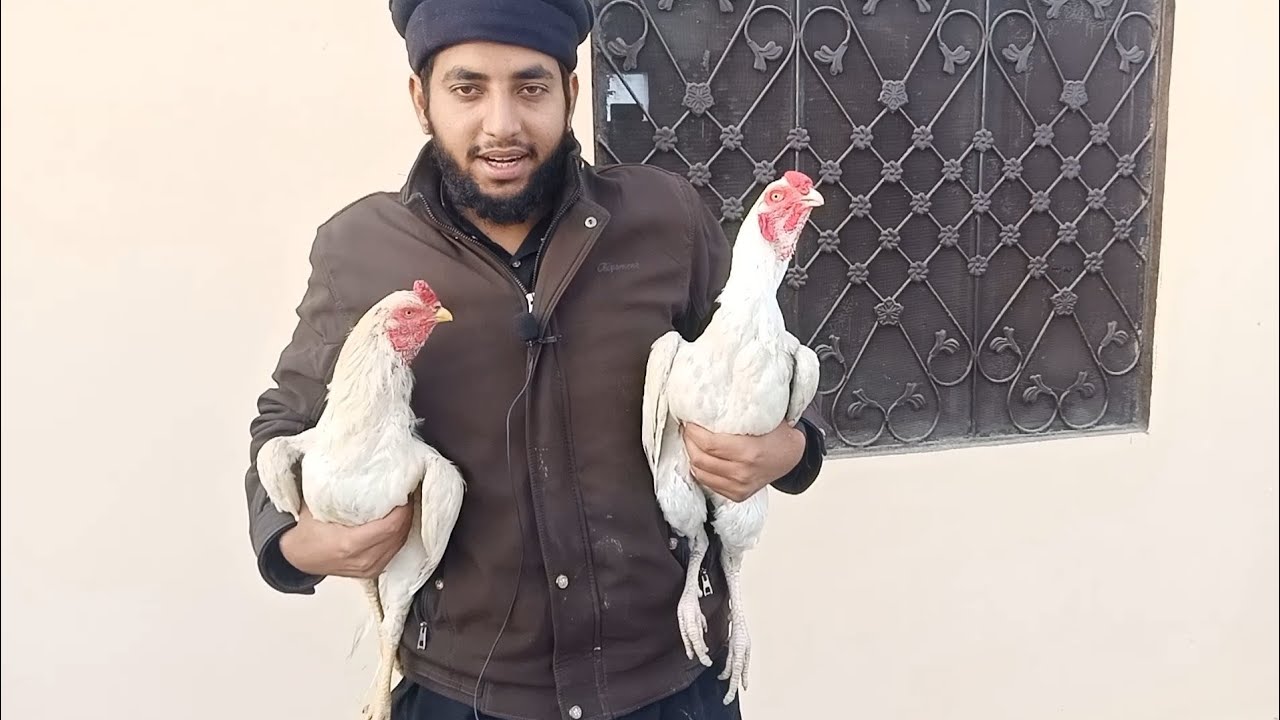 Top Quality 2 Time Winer Paper White Heera Aseel My Best Breeder Alhumdulilah |😳