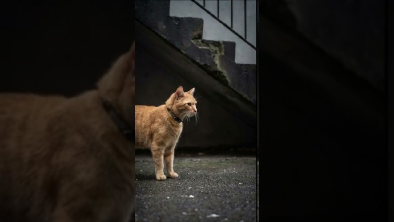 sad cat story 