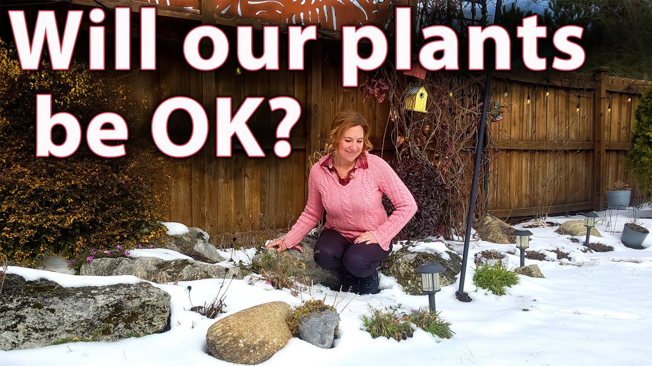 Impact of the COLD and SNOW on Southern Gardens | Winter Gardening Tips