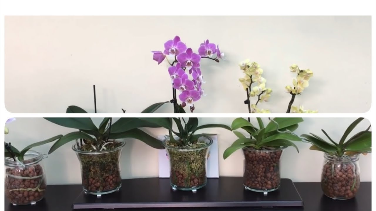 蝴蝶蘭陶粒半水培-13）從植料轉到盆底沒洞的過程講解（22-2-2020）