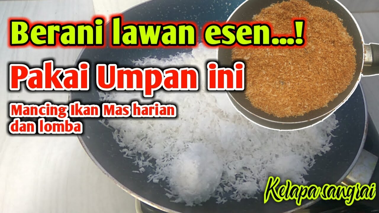 Umpan putih kelapa sangrai II bikin pede lawan esen...! #umpanjagung #umpanmancing #umpanlomba