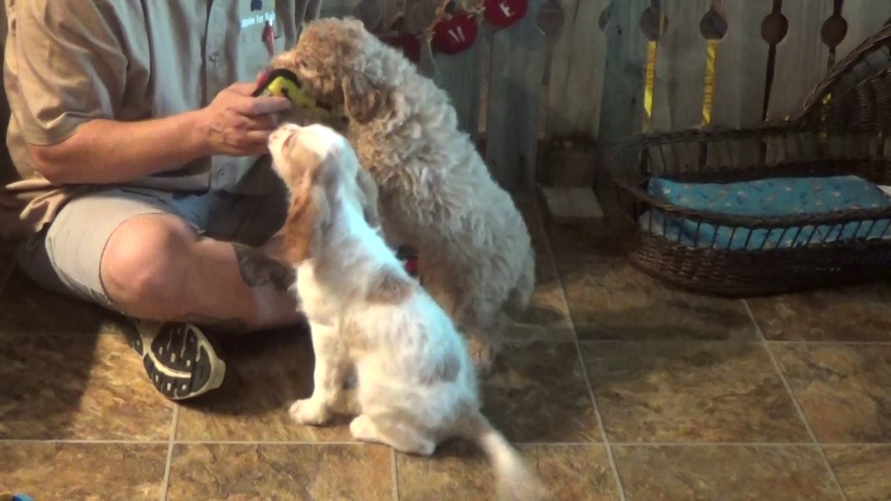 Forrest (cockapoo) & Marki (cavapoo) -www.KingdomDogs.com