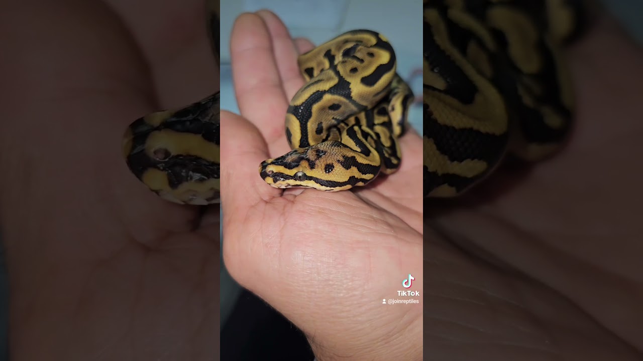 ♀️Leo SN 💯 het Dg #holdback #pythonregius #desertghost #royalpythons #reptiles #exotics #petreptiles