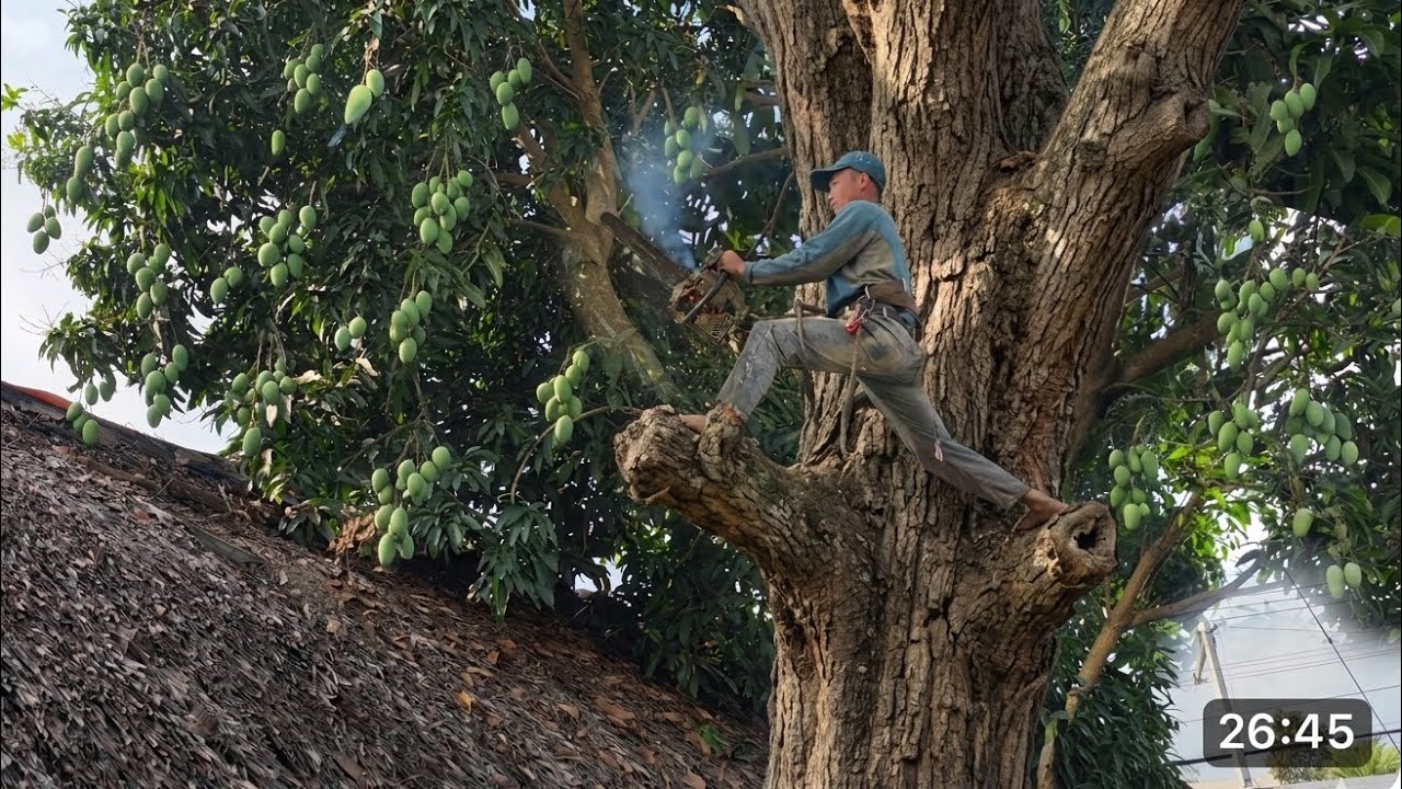 Cưa Cây Xoài Nhiều Trái Trên Máy Nhà 
