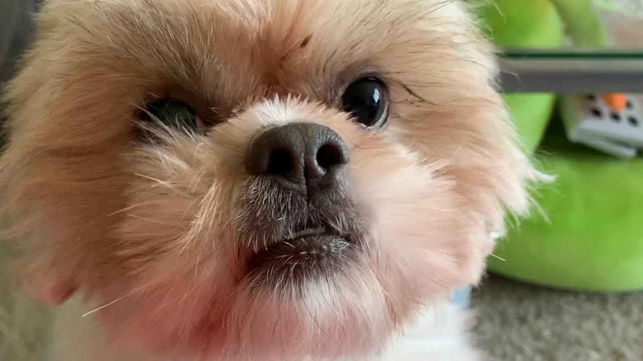 shih tzu talking ?!?!?!?!? 😱😱😱😱
