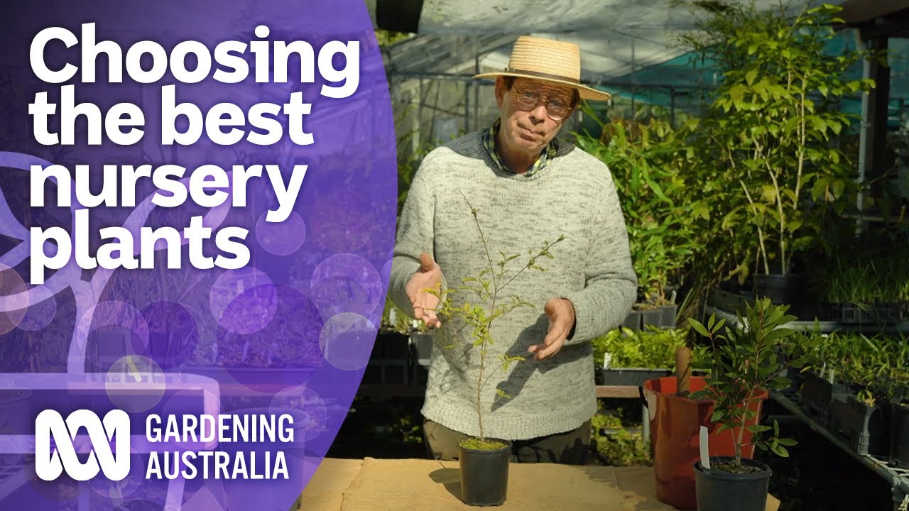How to choose the best plants at the nursery | Australian native plants | Gardening Australia