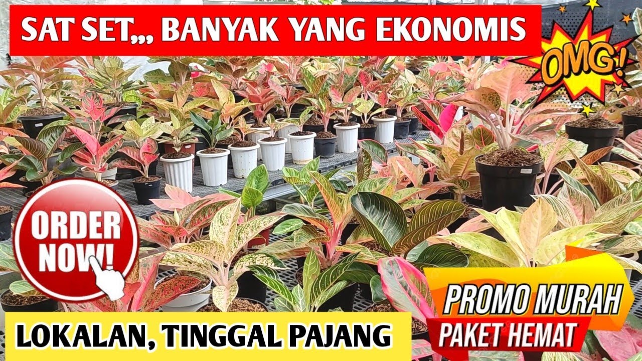 Sat set, banyak yang ekonomis‼️Aglaonema lokalan tinggal Pajang ~ 96