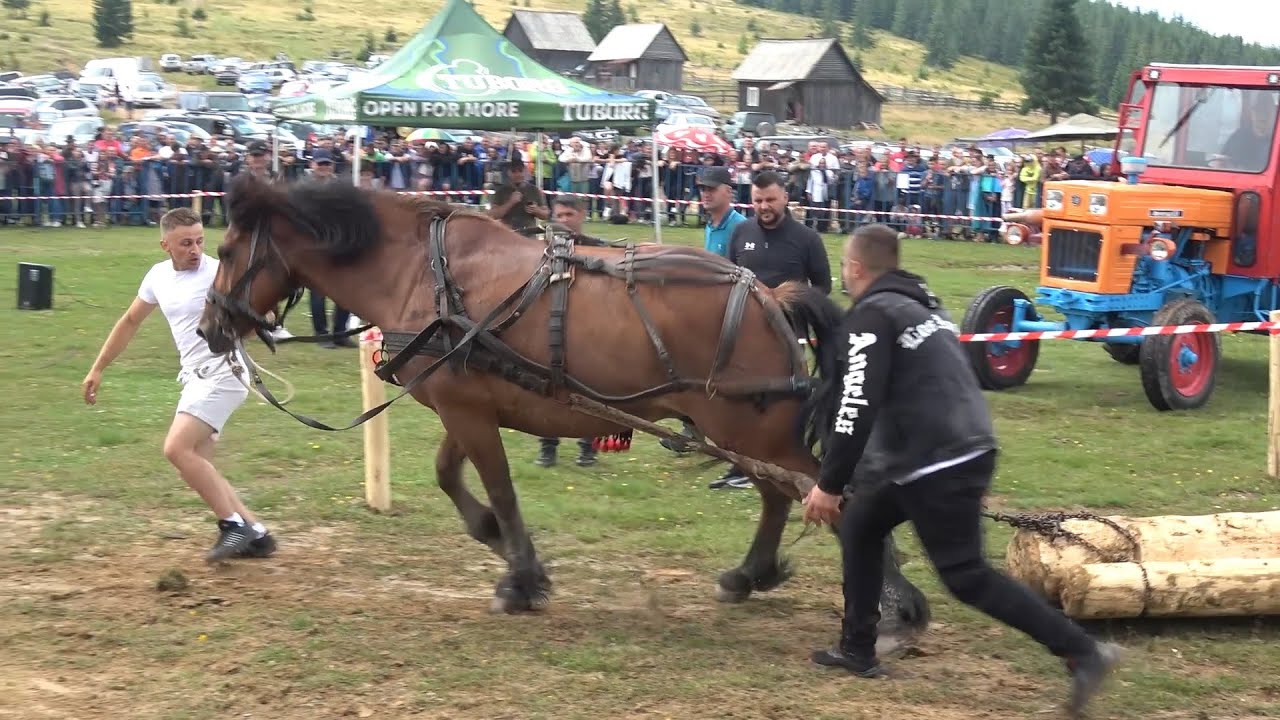 Concurs cu cai de tractiune Maguri, Cluj  Proba de simplu 21 Iulie 2024 Nou!!!