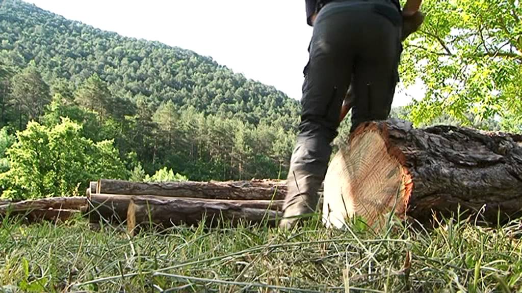 Curs d'especialista en l'ús de la desbrossadora, la serra mecànica i tala d'arbres petits