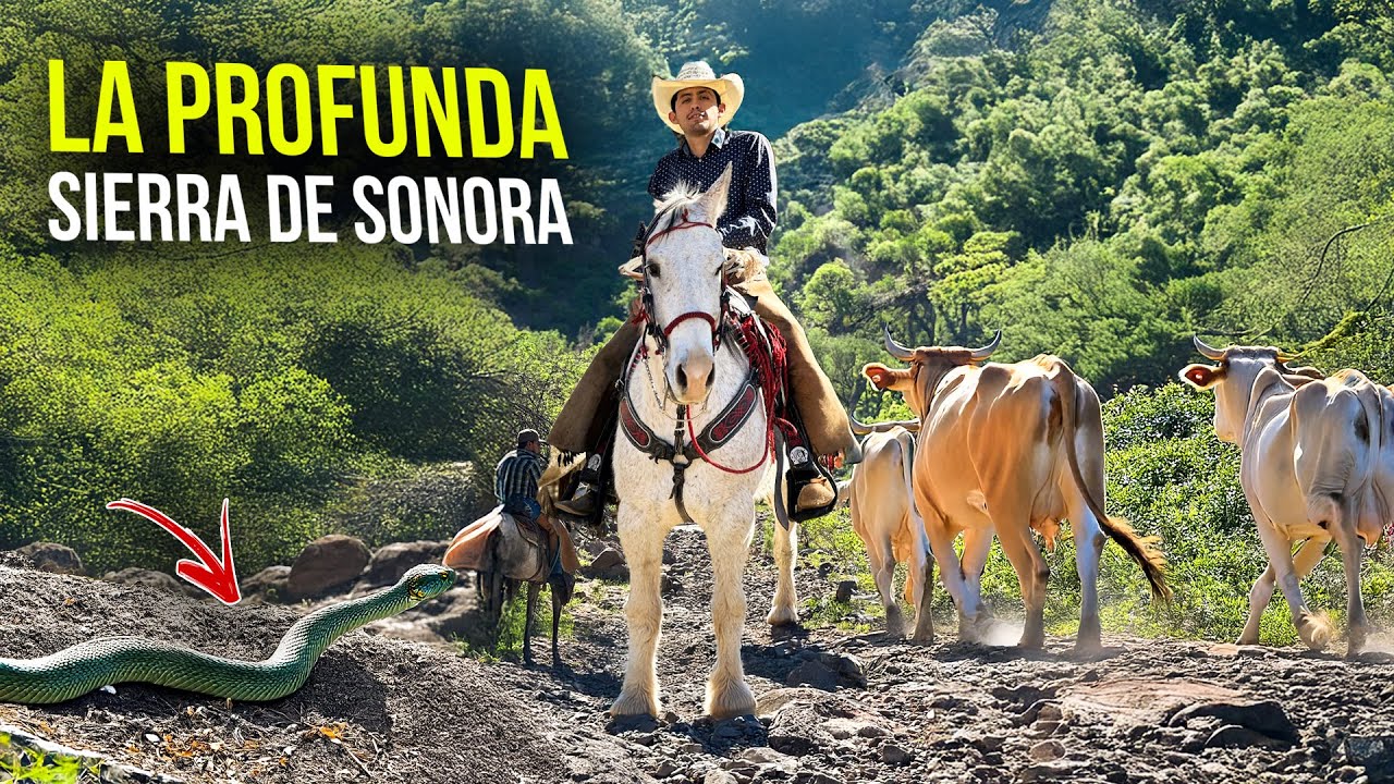 Arreamos ganado en la SIERRA PROFUNDA de Baviácora, Sonora | Los peligros de cruzar esta sierra…