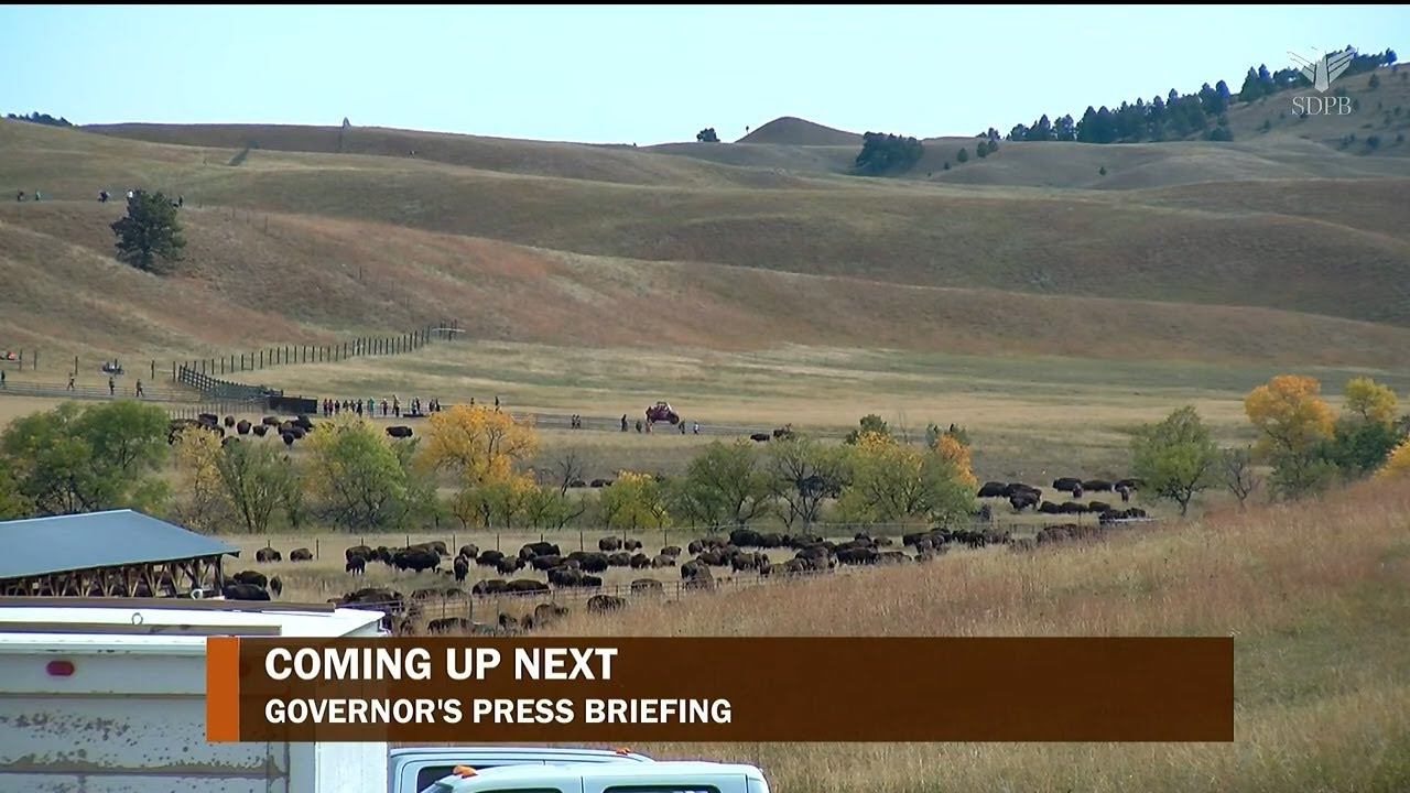 2023 Custer State Park Buffalo Roundup Press Briefing | SDPB News