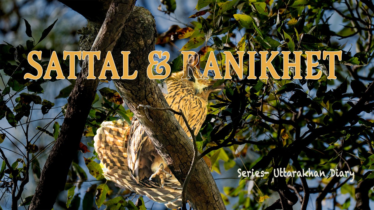 EP - 01 Sattal & Ranikhet Birding || Uttarakhand Diary || Tawny Fish Owl & Koklass Pheasant
