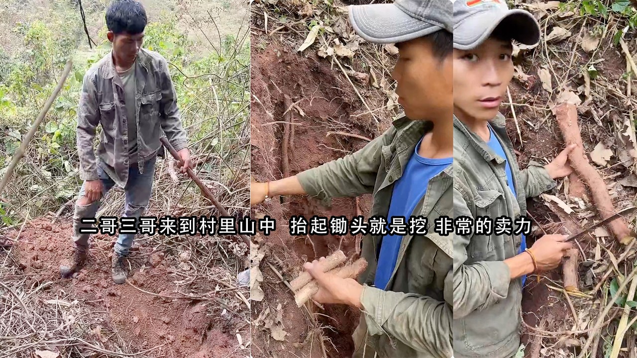 二哥三哥来到村里山中  抬起锄头就是挖 非常的卖力