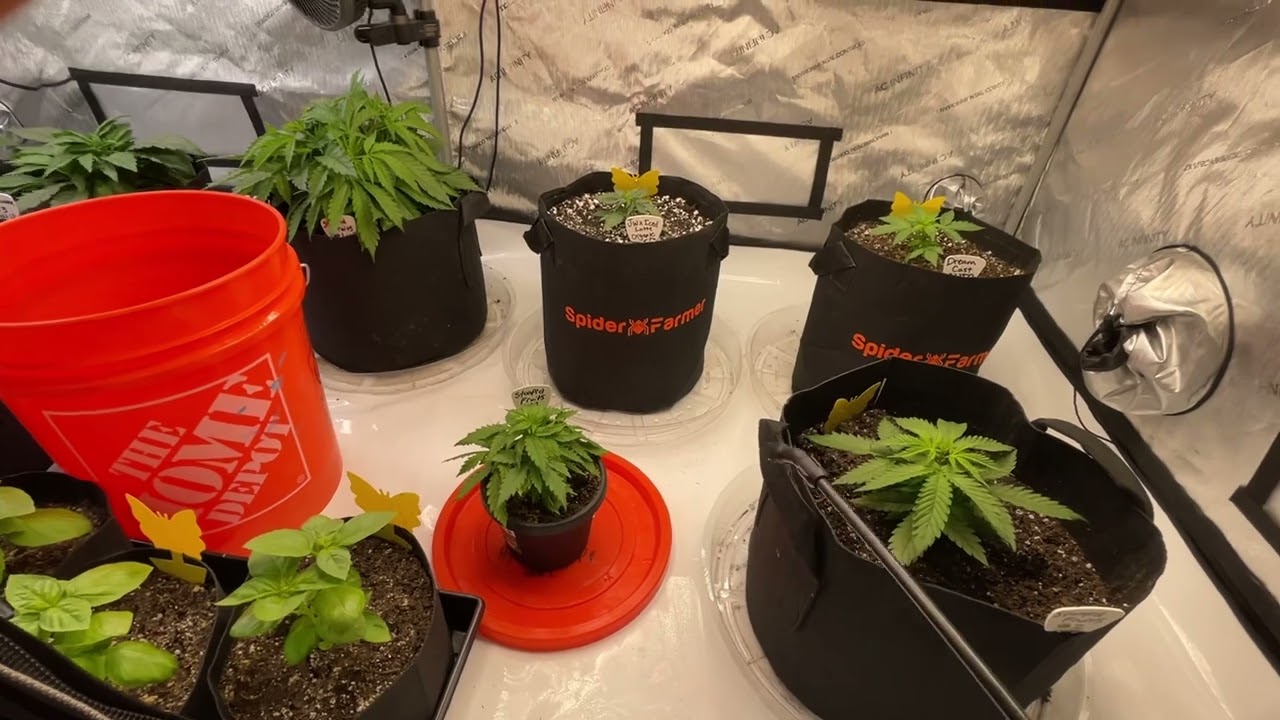 Athena Blended Line Week 4 Veg Slurricane
