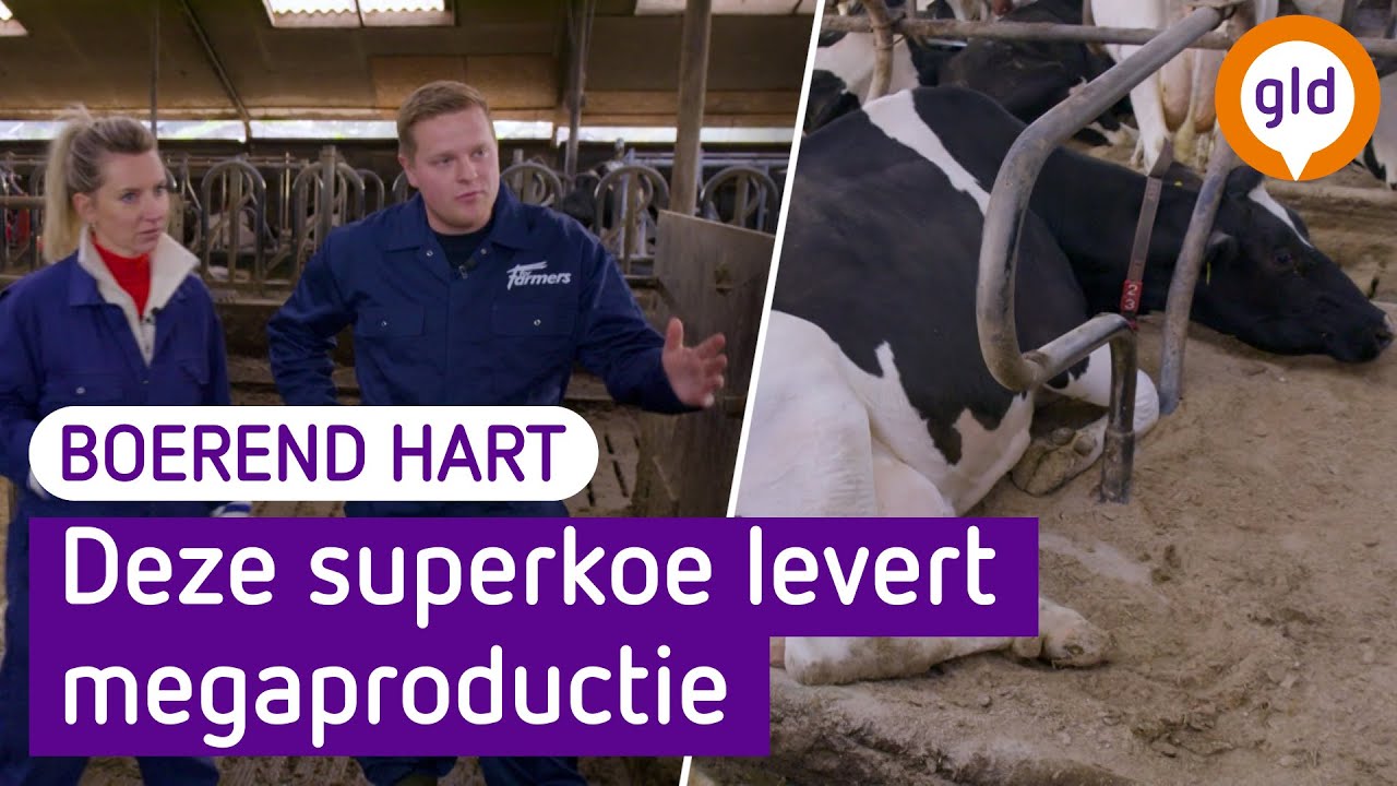 Kunnen de Gelderse BOEREN genoeg ZUIVEL leveren? | Boerend Hart #6